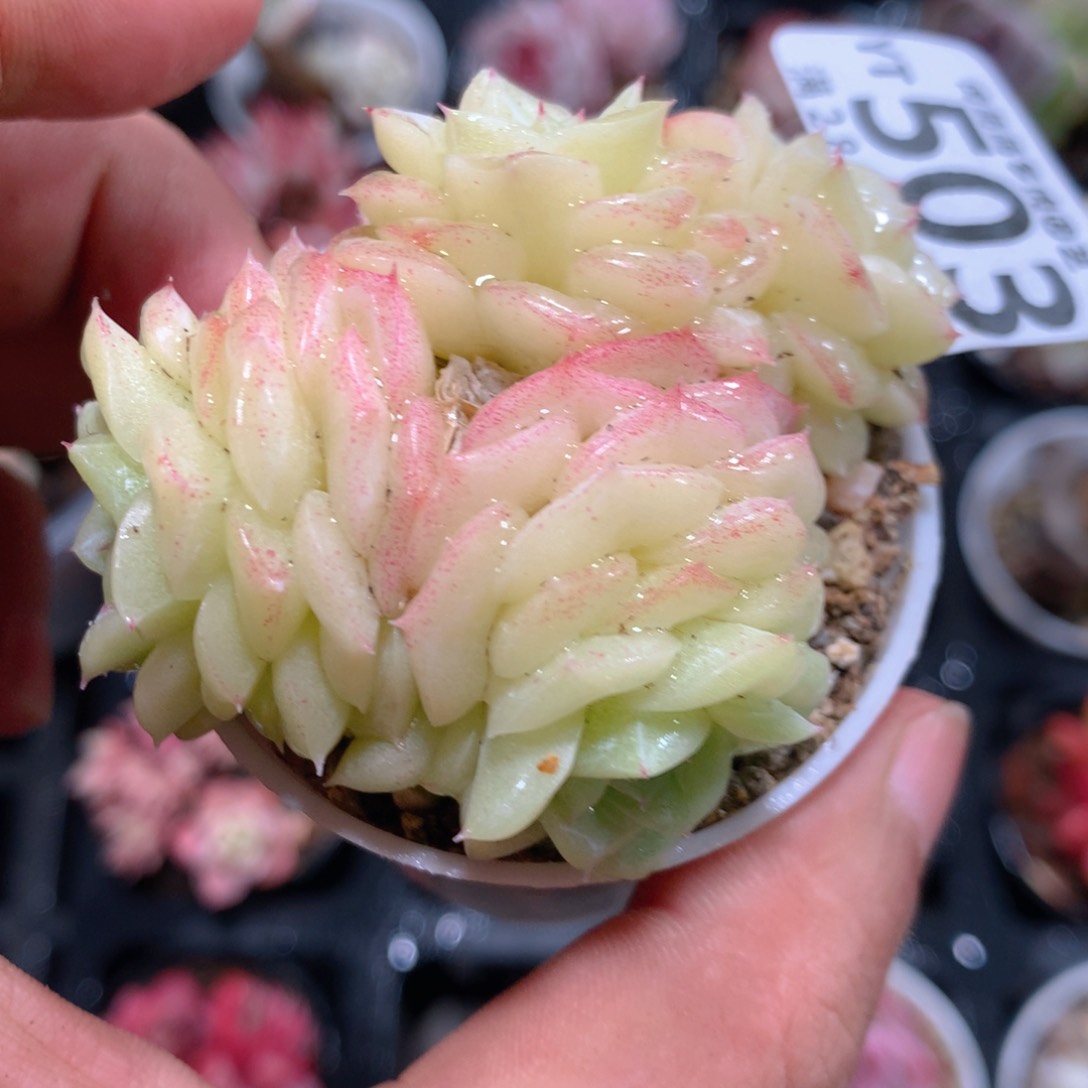 5CM拇指盆精控多肉YT503