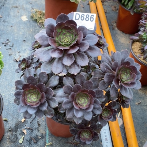 灰圆叶多肉植物法师不包损