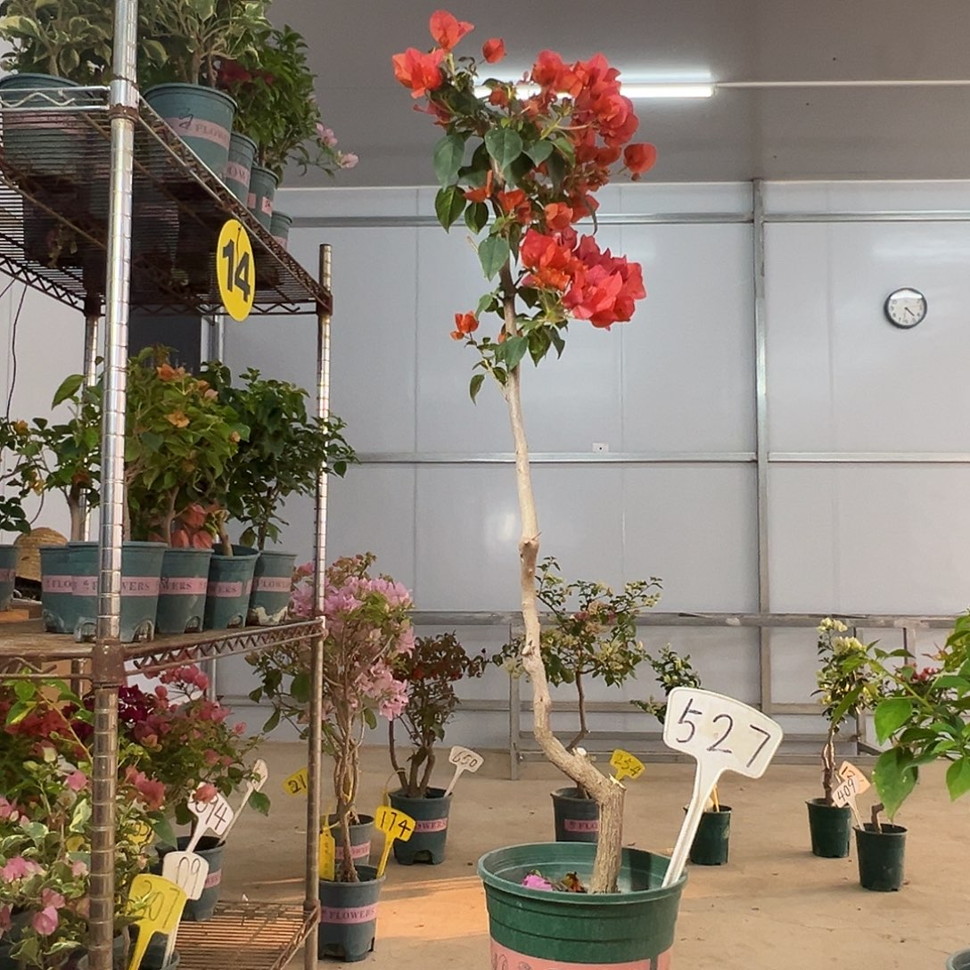 完全开放高 95CM 游龙款暗斑夕阳红  原生小树头 527