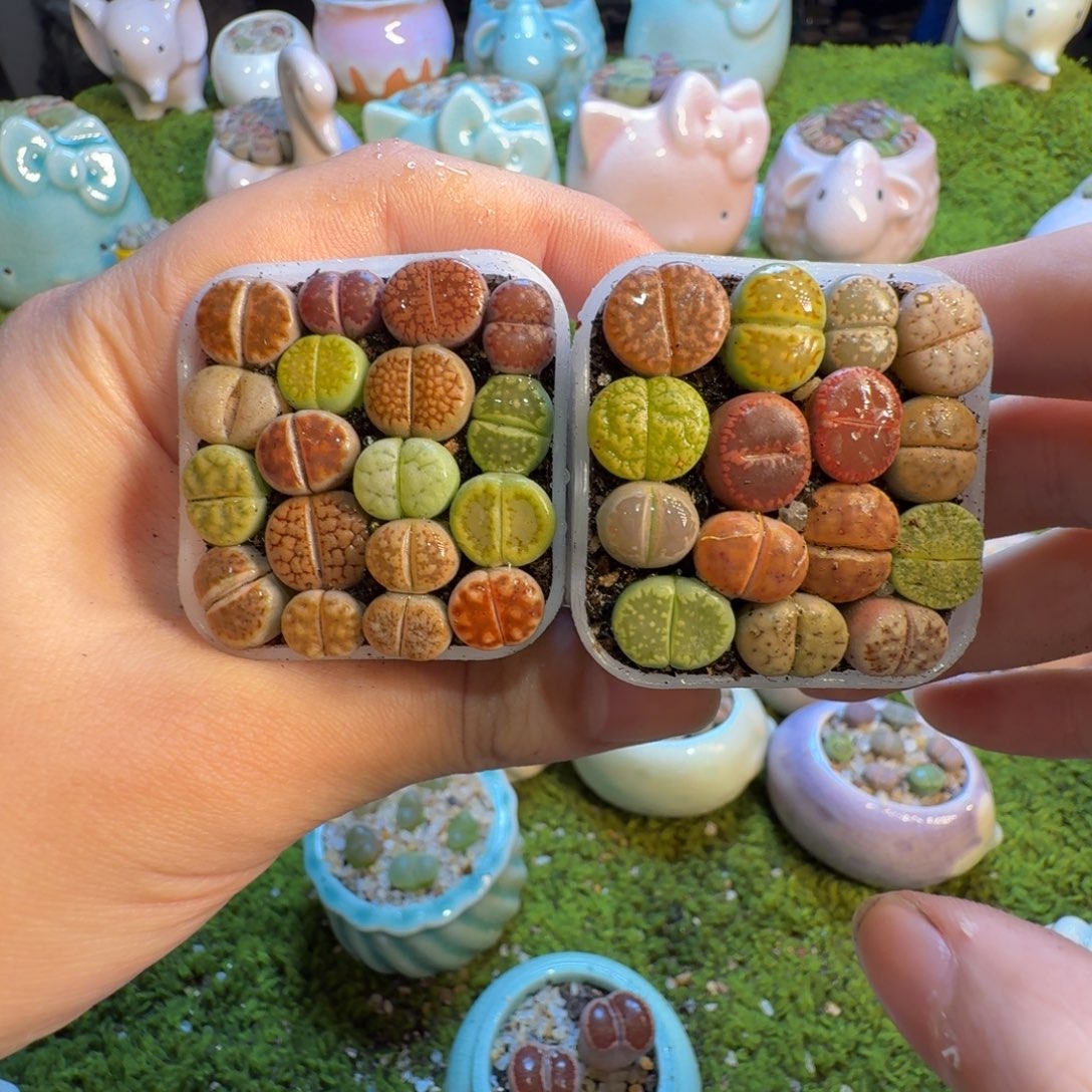 多肉植物的生长1388