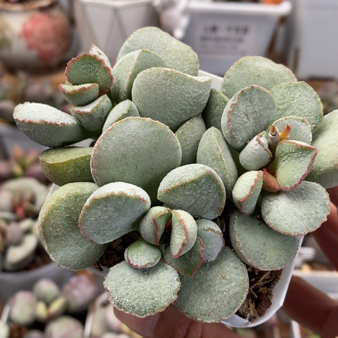 98号硬叶三头水泡多肉植物