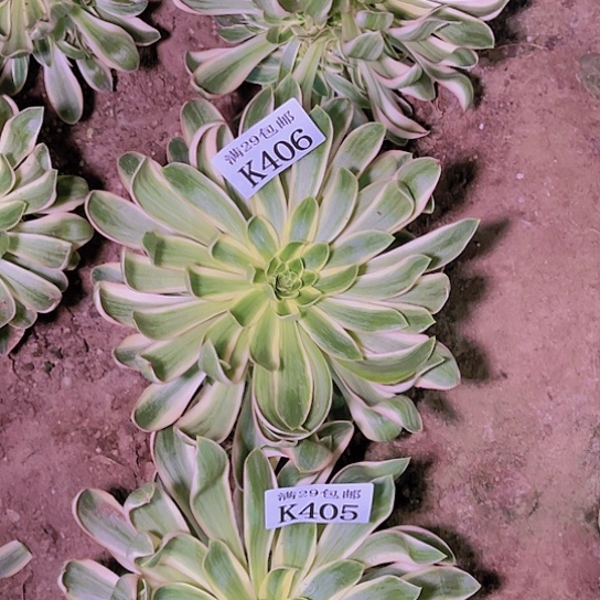 406青莲多肉植物