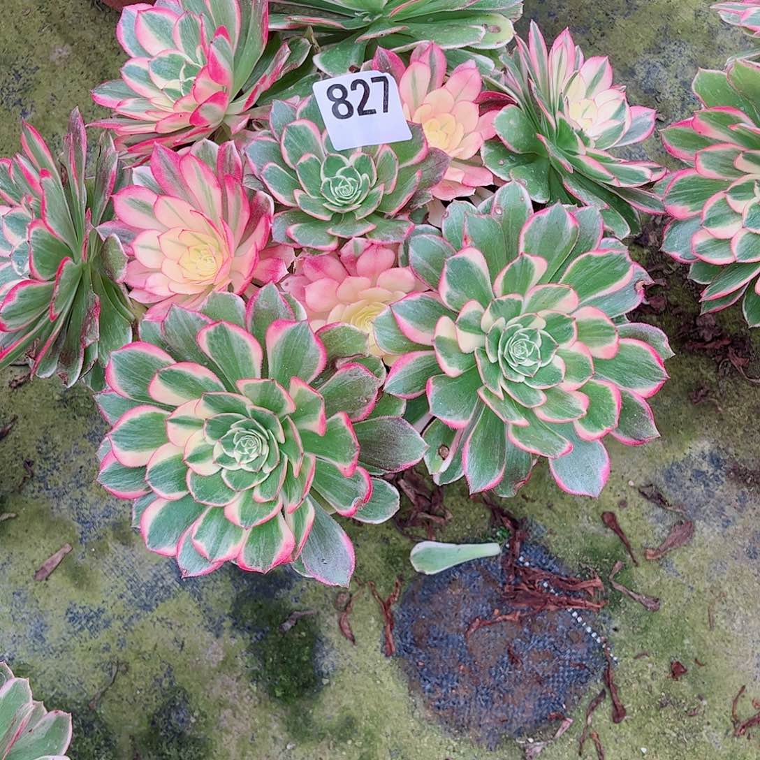无花朵?****5多肉植物827