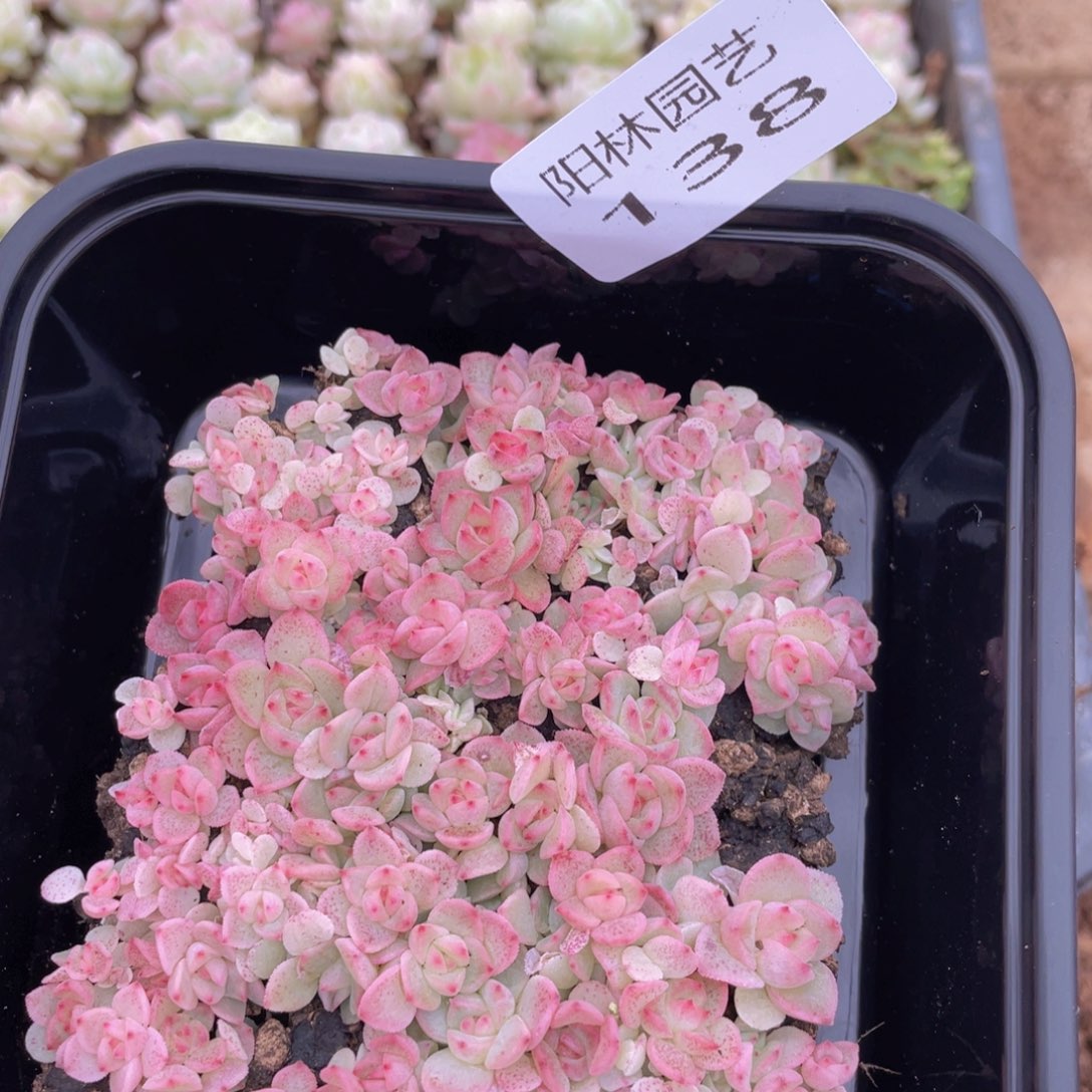 ?*?多肉植物多肉植物138