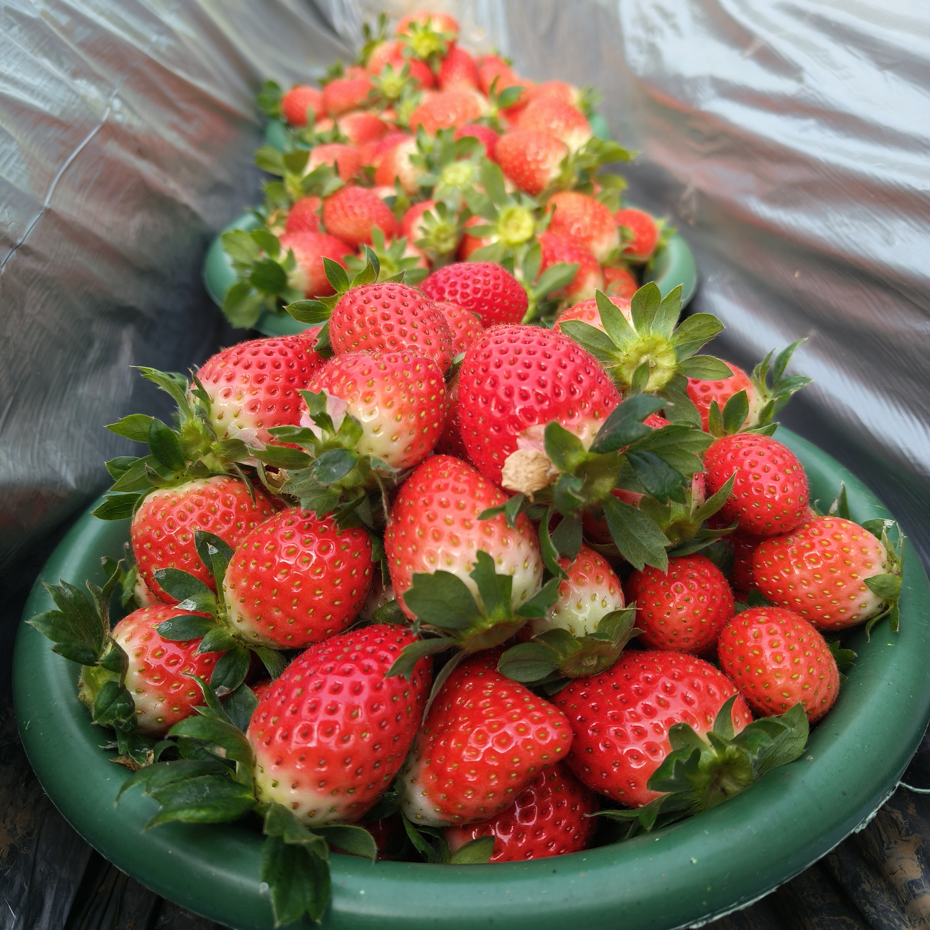 陕西自种香野草莓大果2斤装