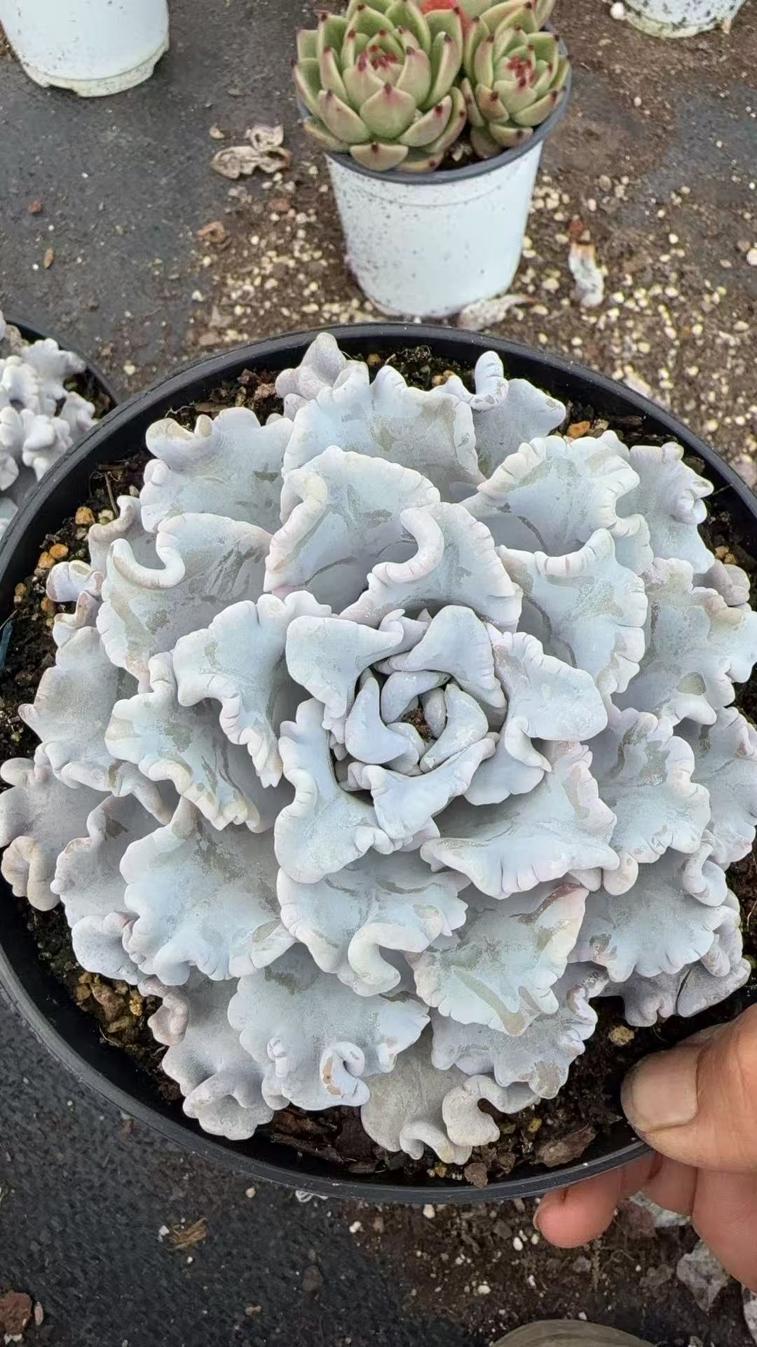 白饺子皮 多肉植物满两单包邮