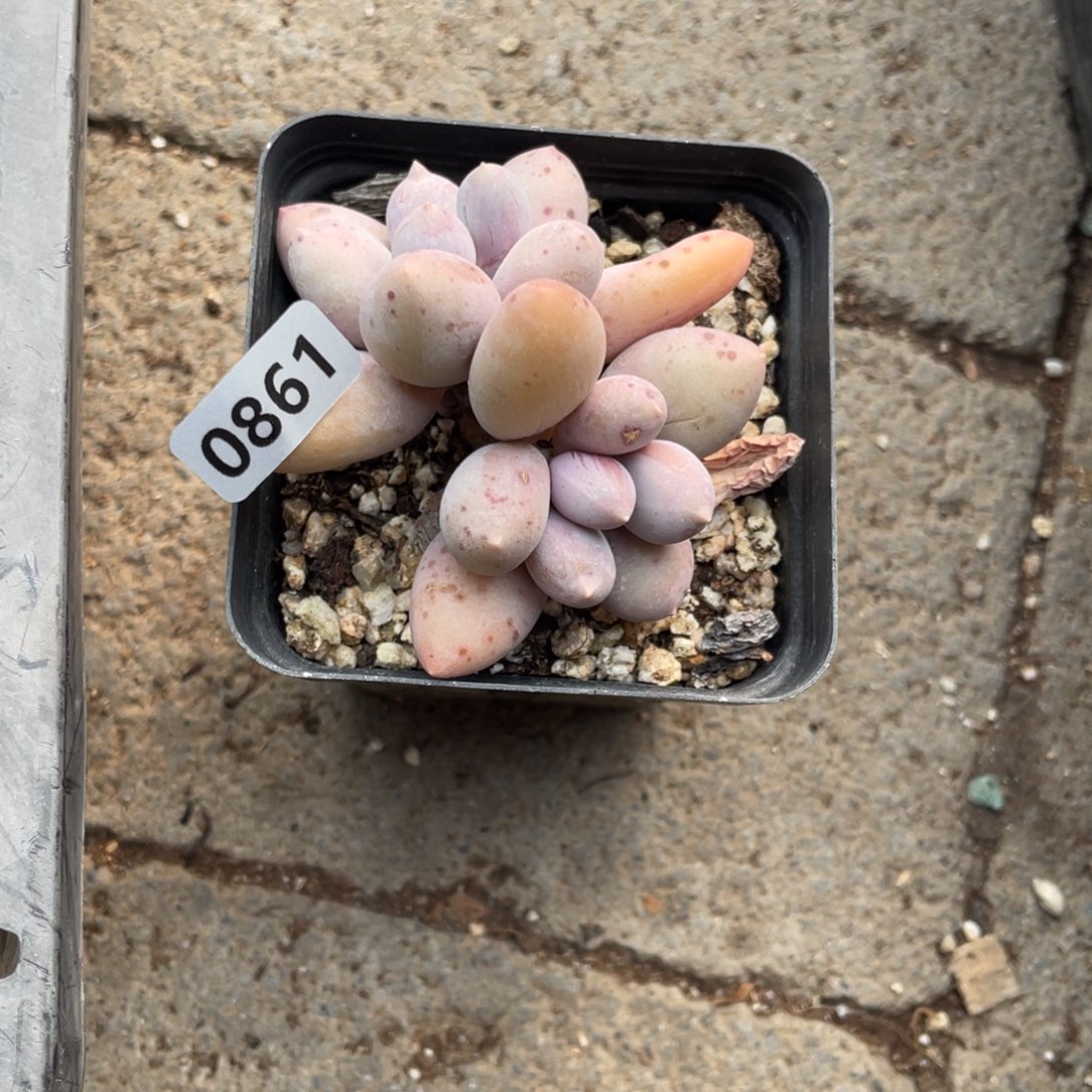 ξ****奶酪杂交多肉植物