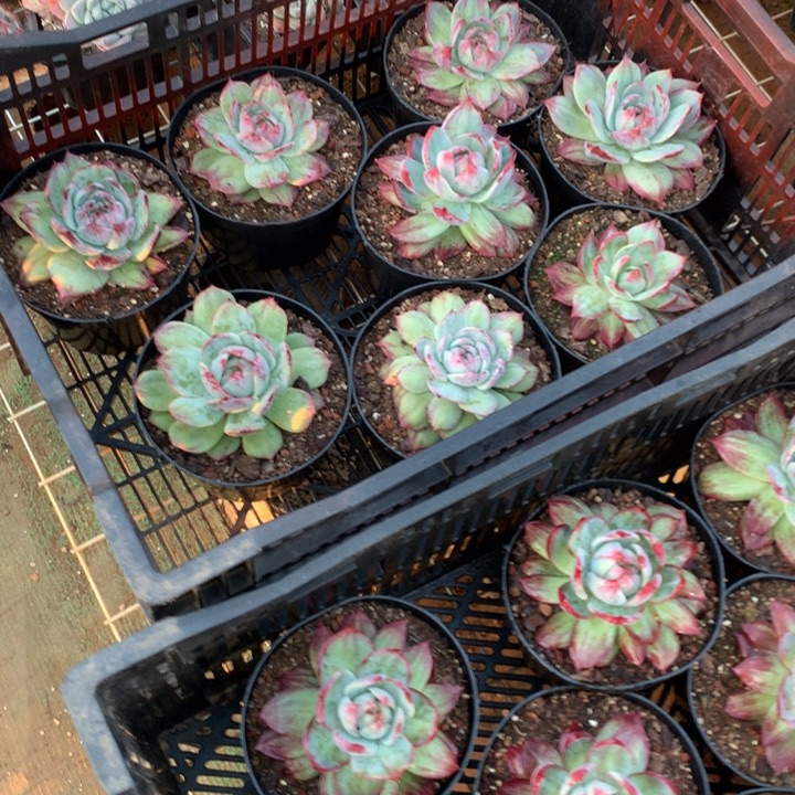 外翻拉丝惊鸿仙子多肉植物