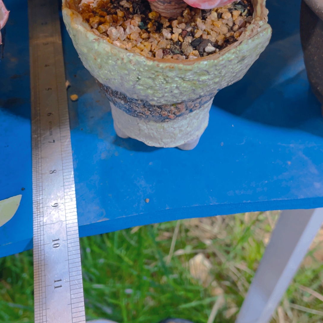 向****多肉植物保护研究所所长的