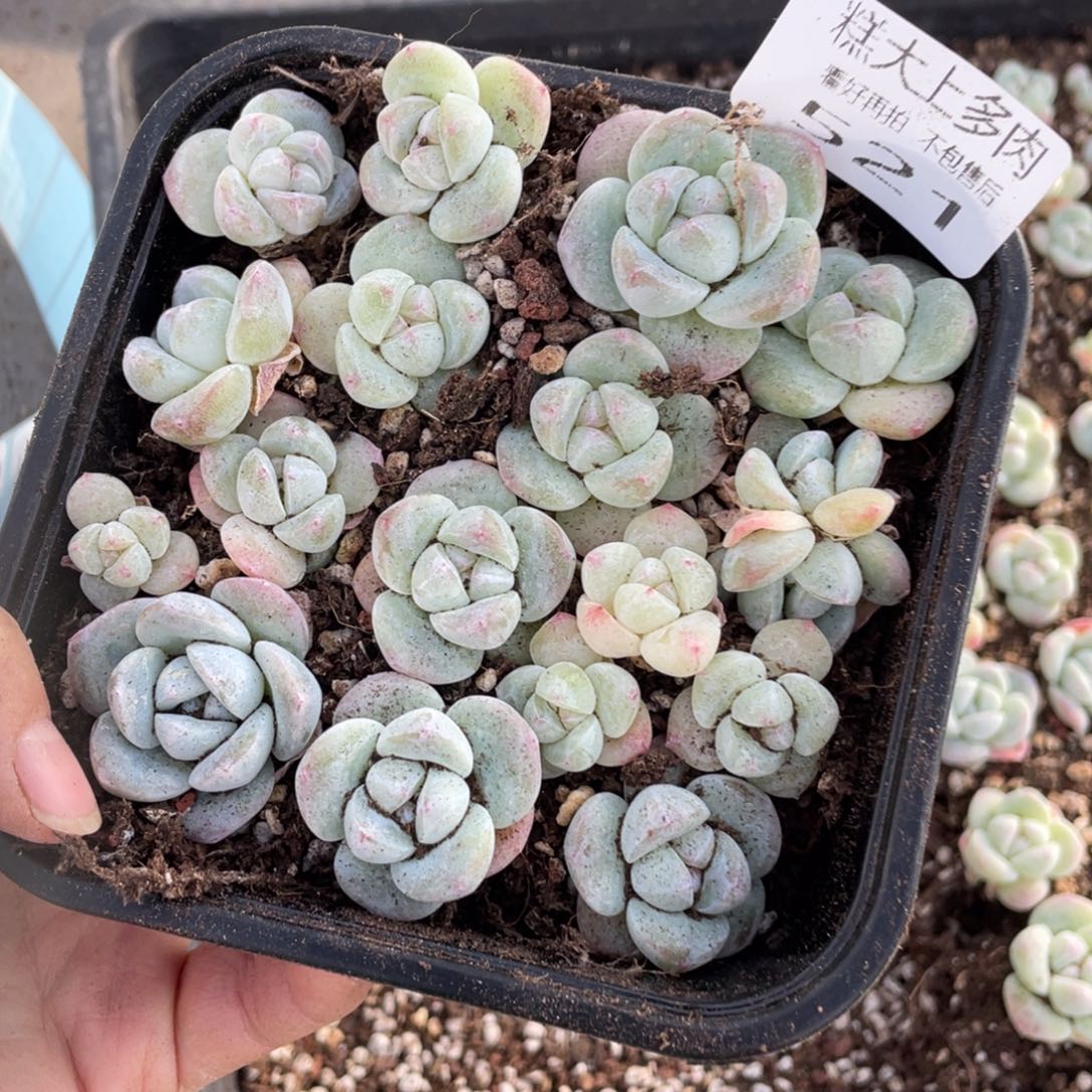 糕大上多肉植物521
