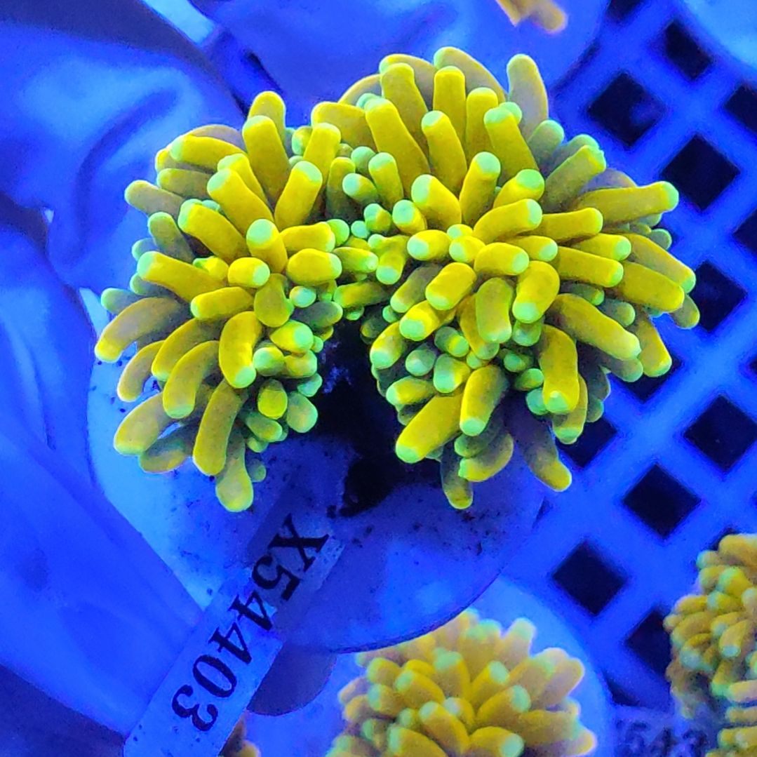 珊瑚不支持退货不到付不包邮接受下单