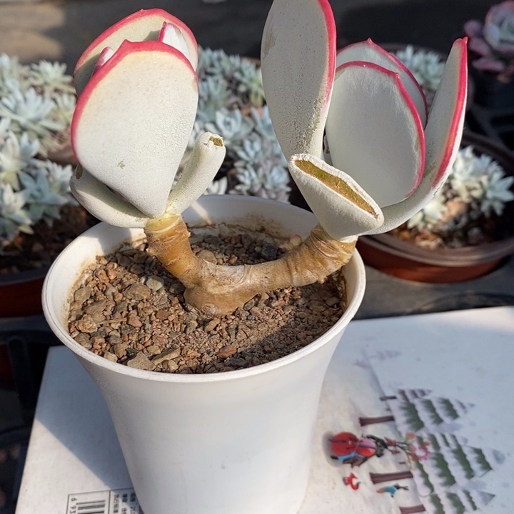 【闪购商品】白眉老桩多肉