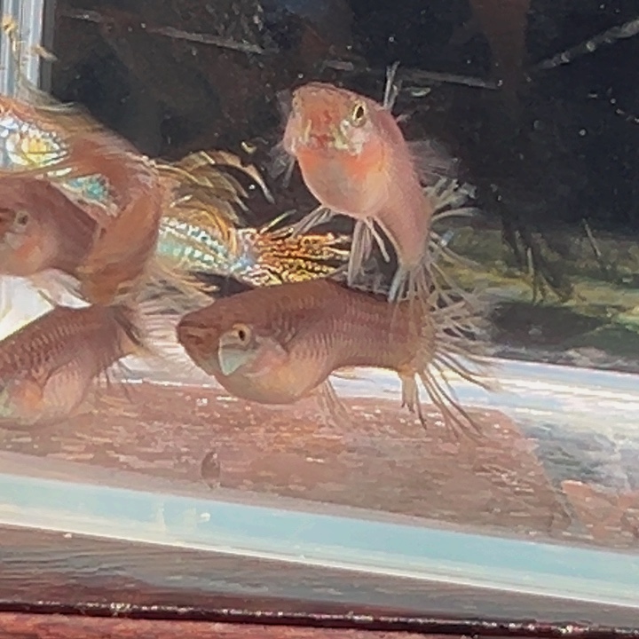 孔雀鱼顺丰包邮黑金蕾丝冠尾四队