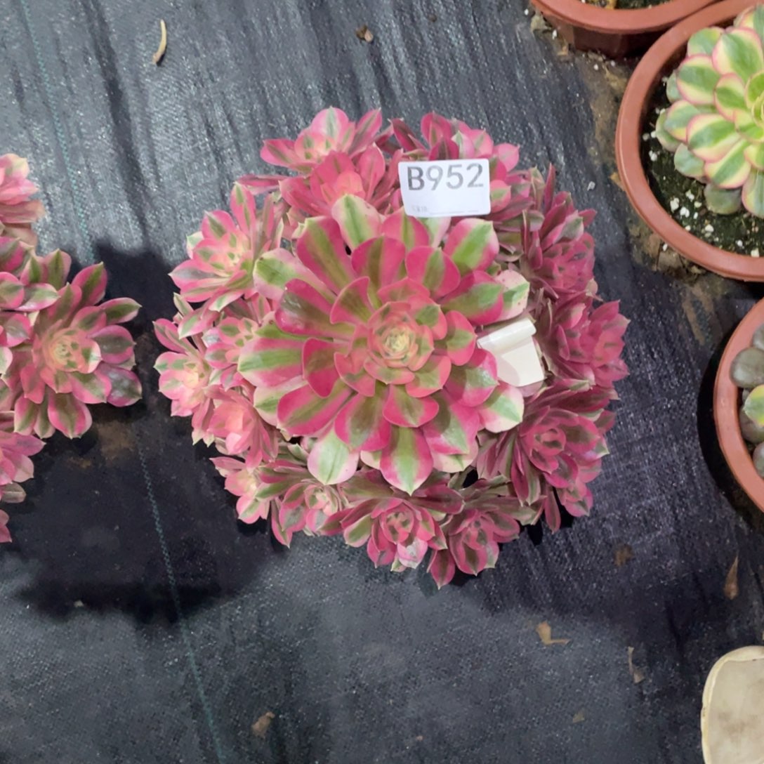 深***翼粉女巫短枝。      952