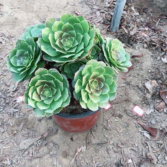 含***香万圣节法师00000015