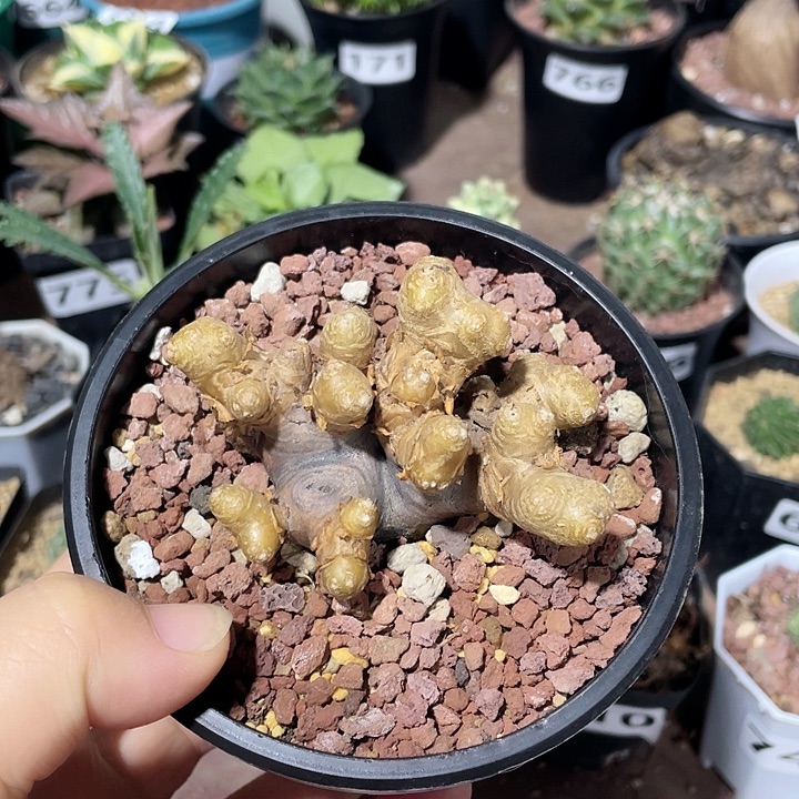722产地格加厚墩菊多头