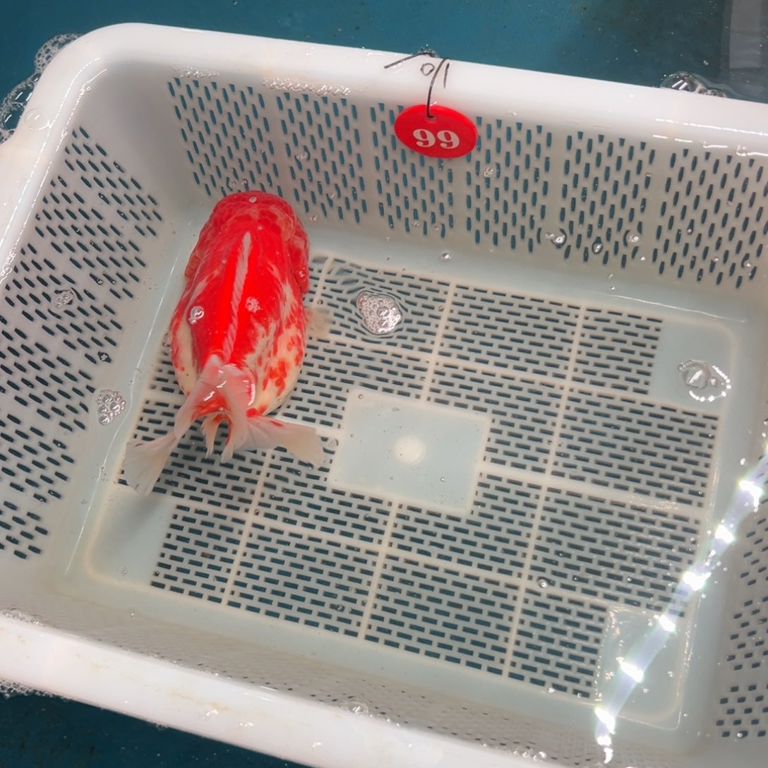 T***平海水鱼你好意思了不想跟