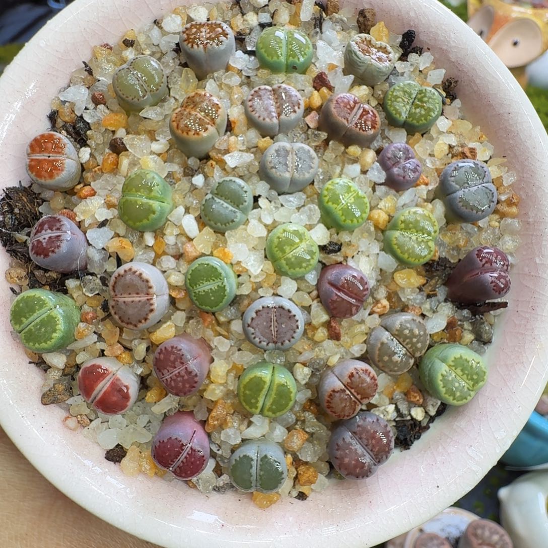 多肉植物福利冲1211