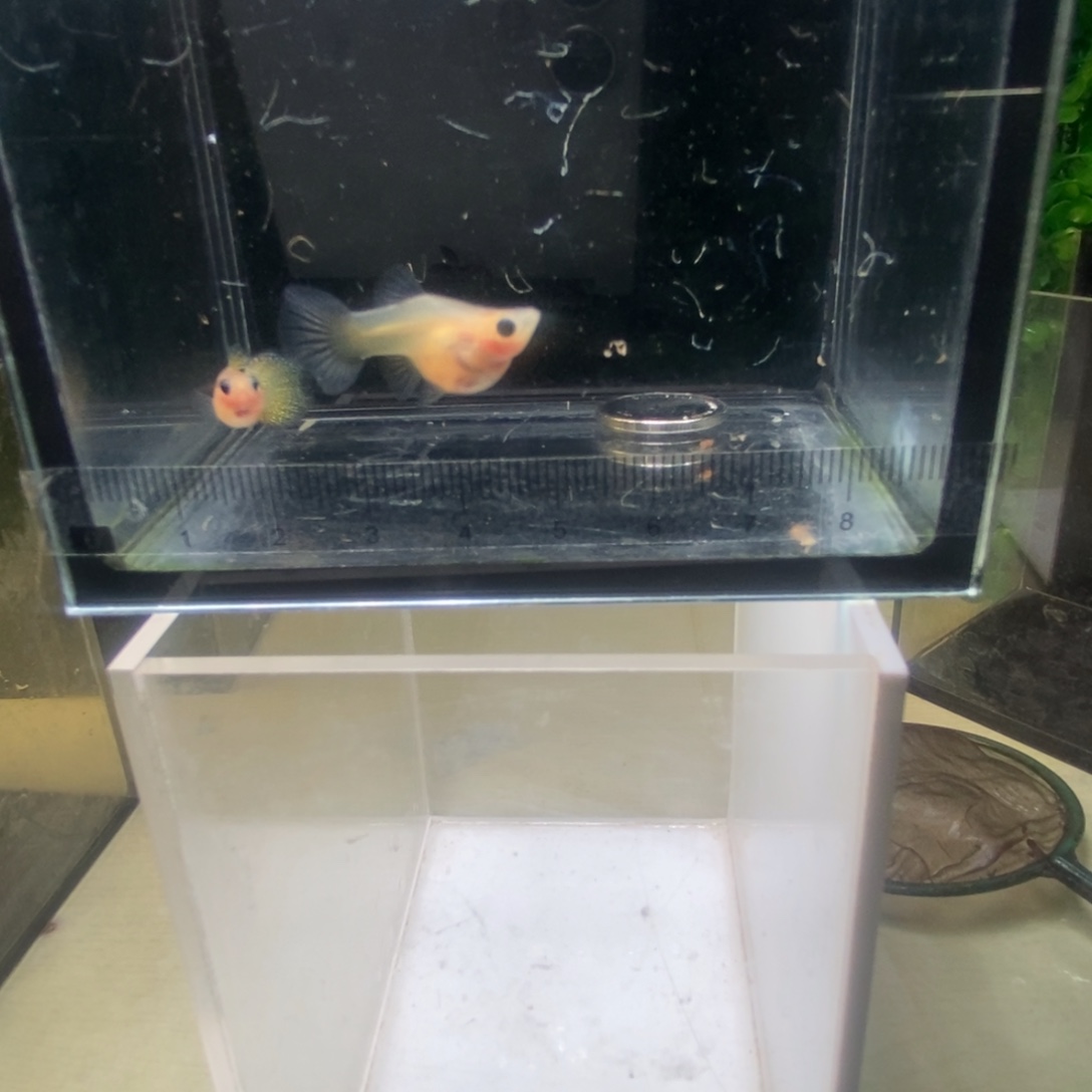 孔雀鱼蕾丝玻璃猫球体一对