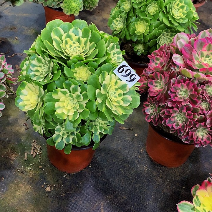 ?*维多肉辛尼亚699