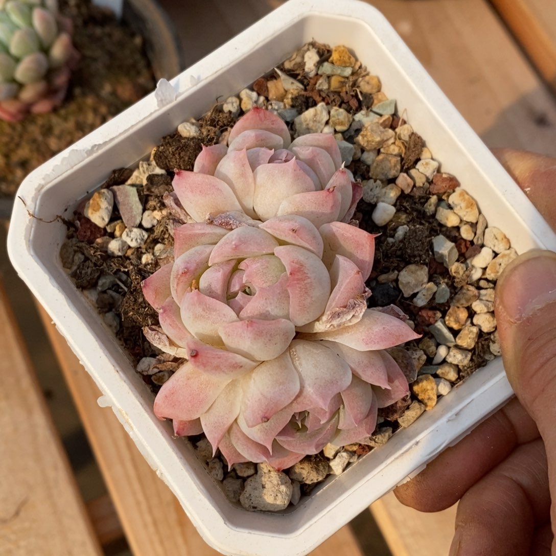 精品多肉一物一拍不包整293