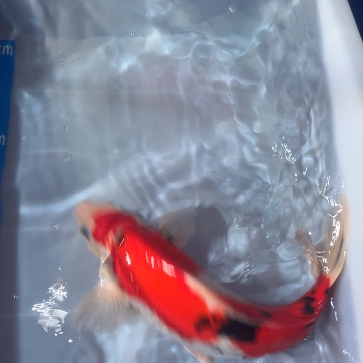 锦鲤锦鲤红白三色