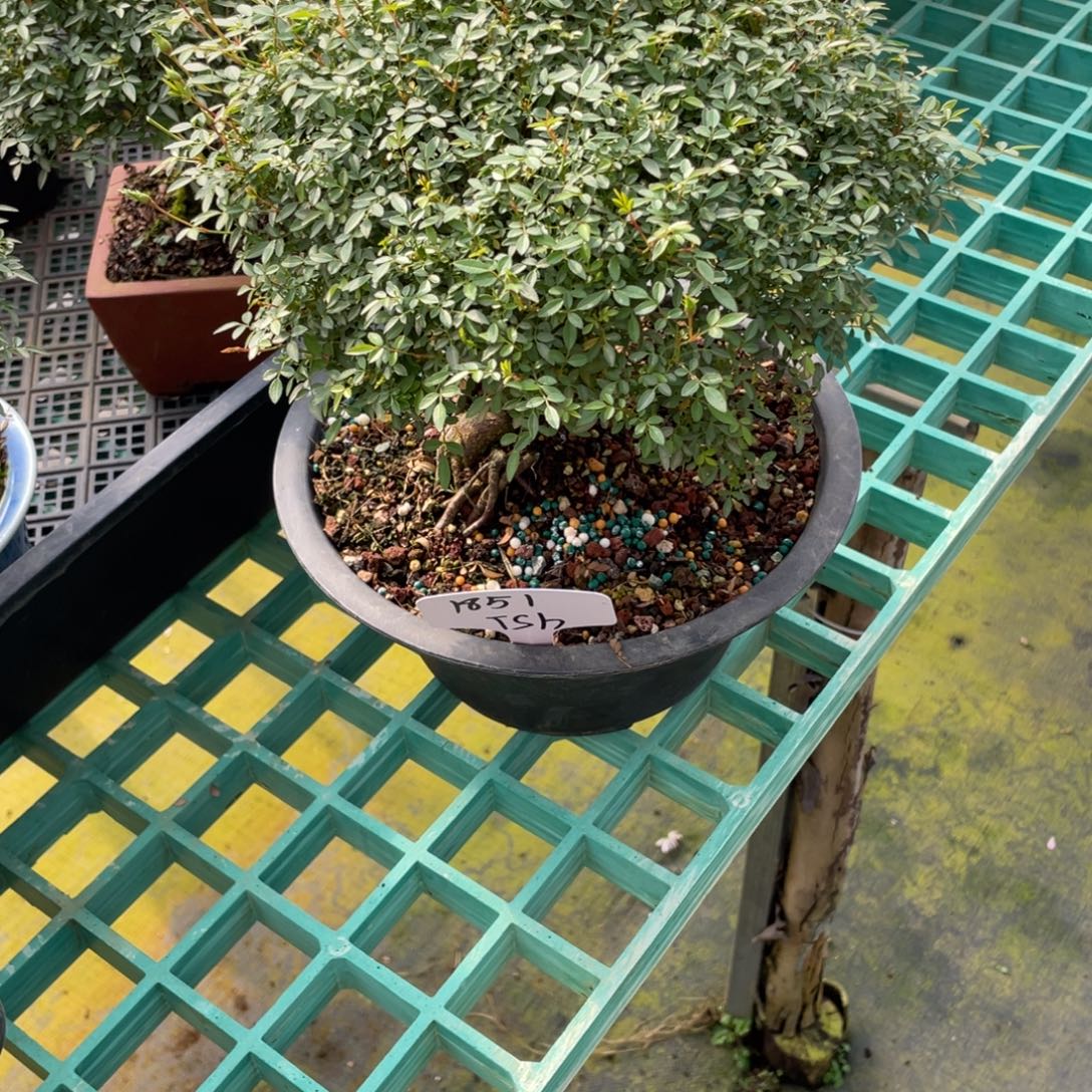 T***h完全开放提根姬乙女