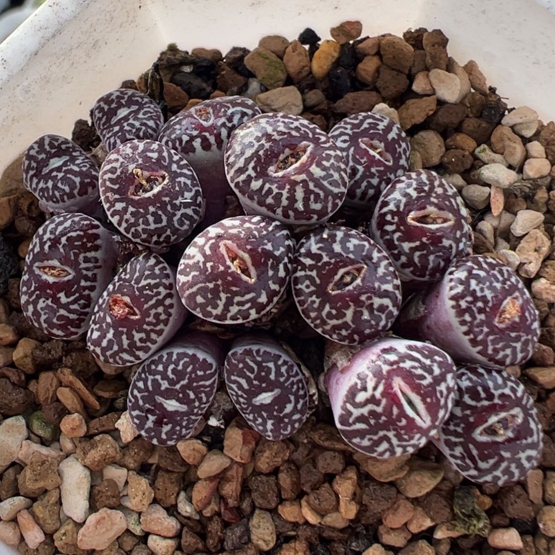 81多肉植物百科墨小锥群生