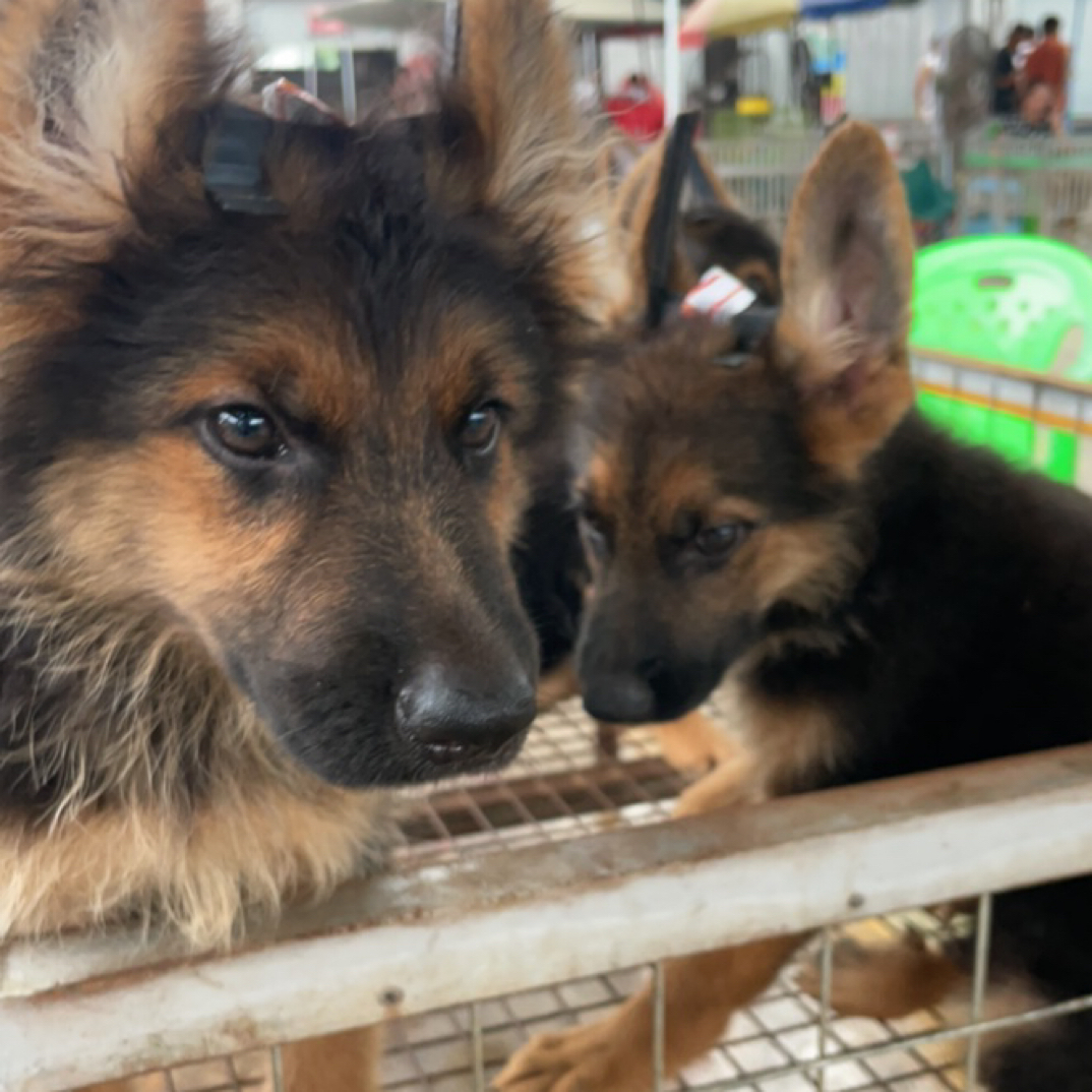 正宗牧羊犬幼犬黑背大型犬看家放羊宠物犬