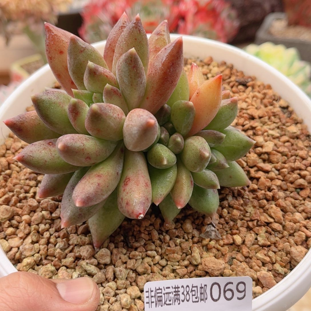 069重楼美人德华多肉