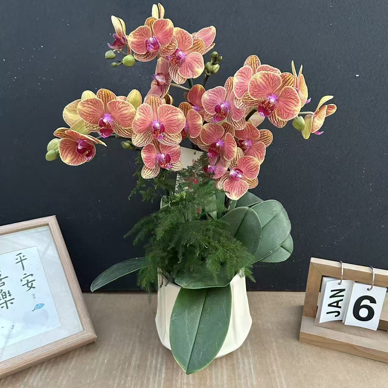 《金吉利》蝴蝶兰艺术组盆鲜花摆设高端花卉