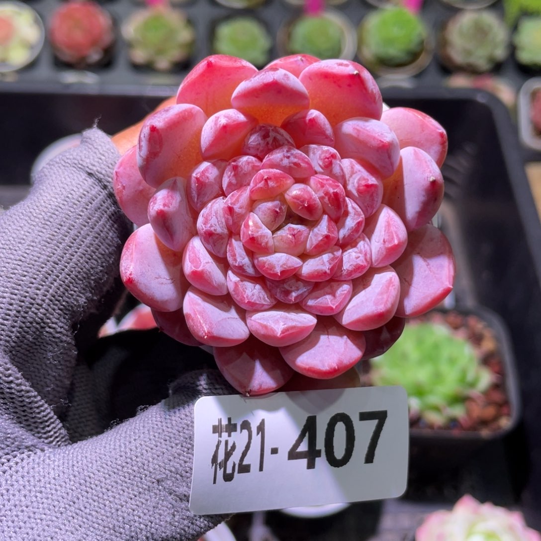 花利美21-407果汁