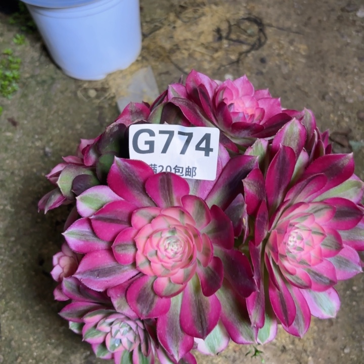 瑞妈多肉1.30.774