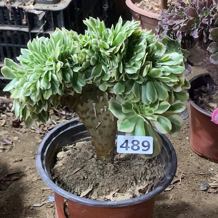 489迈巴赫老庄缀化特价