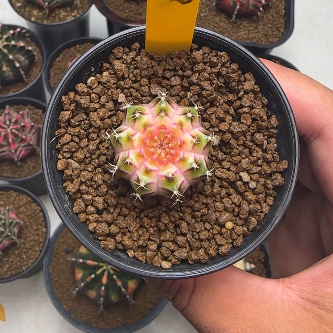 318-1229泰国发货多肉