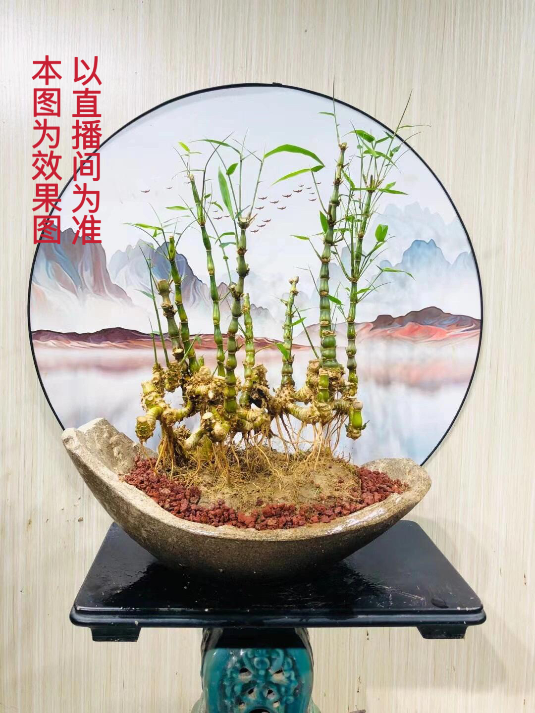 佛肚竹老庄盆景绿植精品四季常绿（一物一拍）