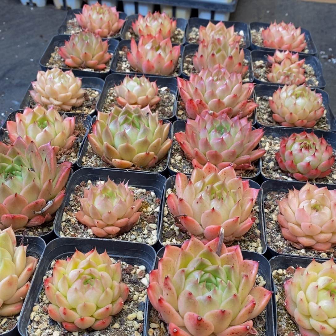 730多肉植物保护研究所所长助理