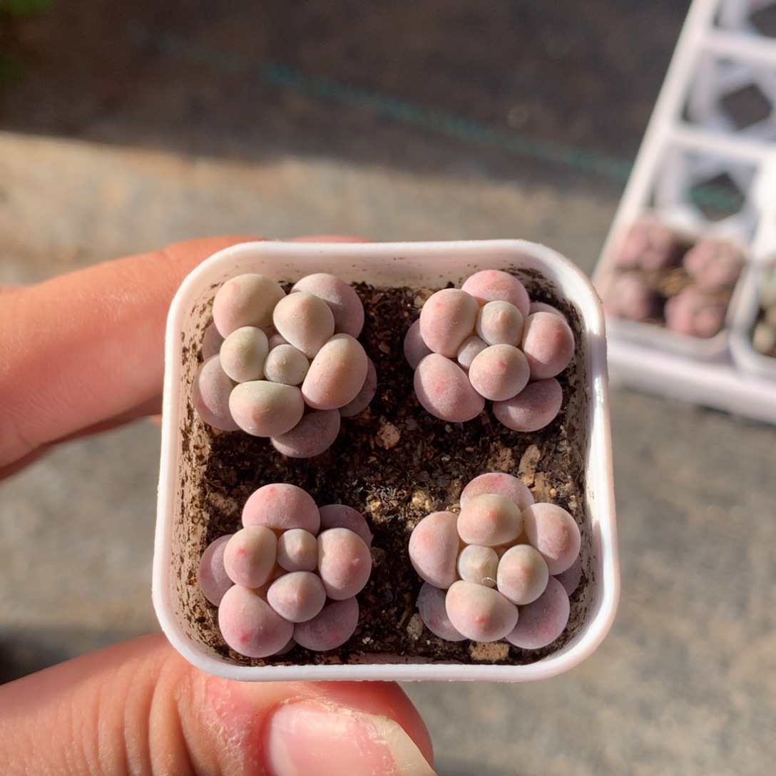 樱花奶多肉植物哈哈