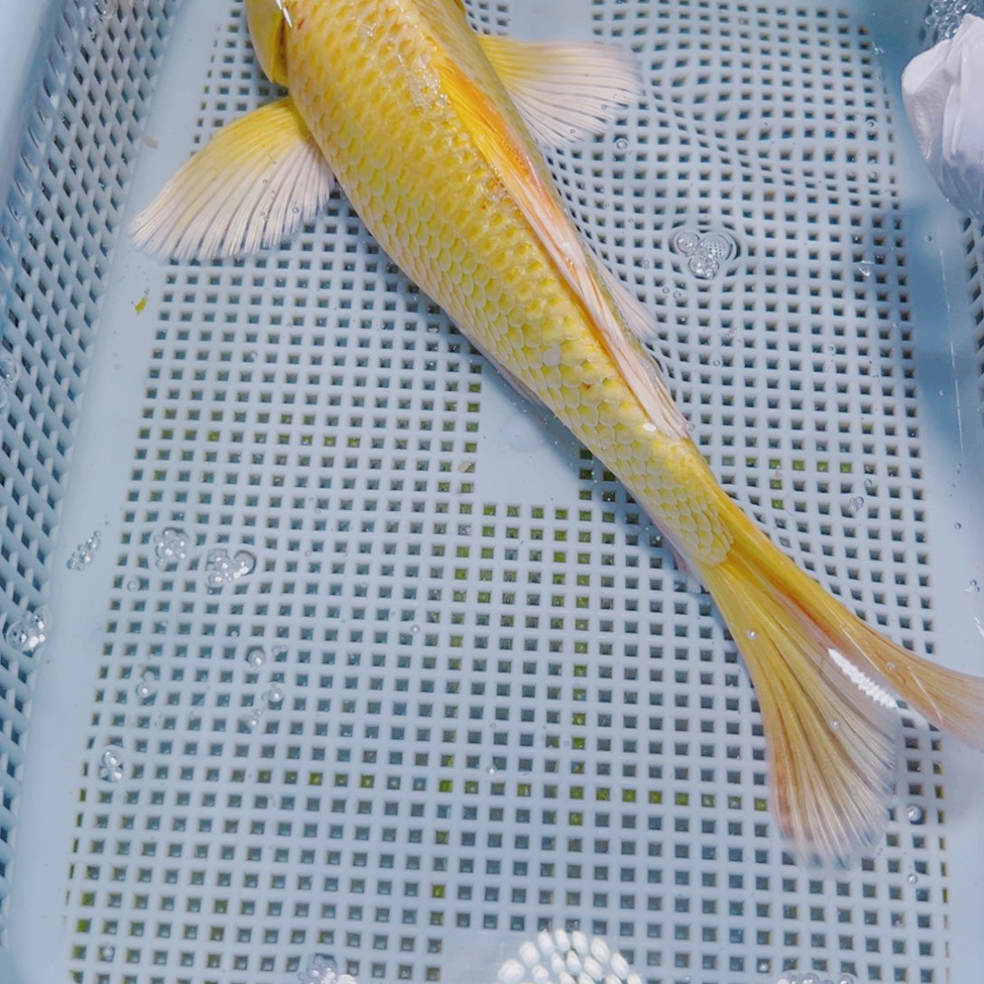 锦鲤锦鲤冷水观赏17-20 1黄金长尾