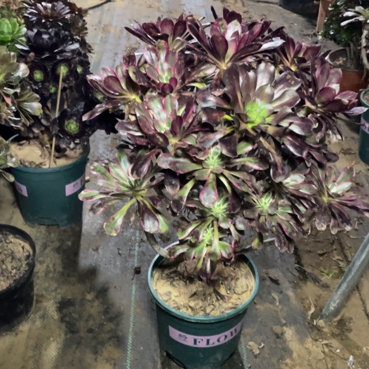 34丽娜多肉植物多肉多肉