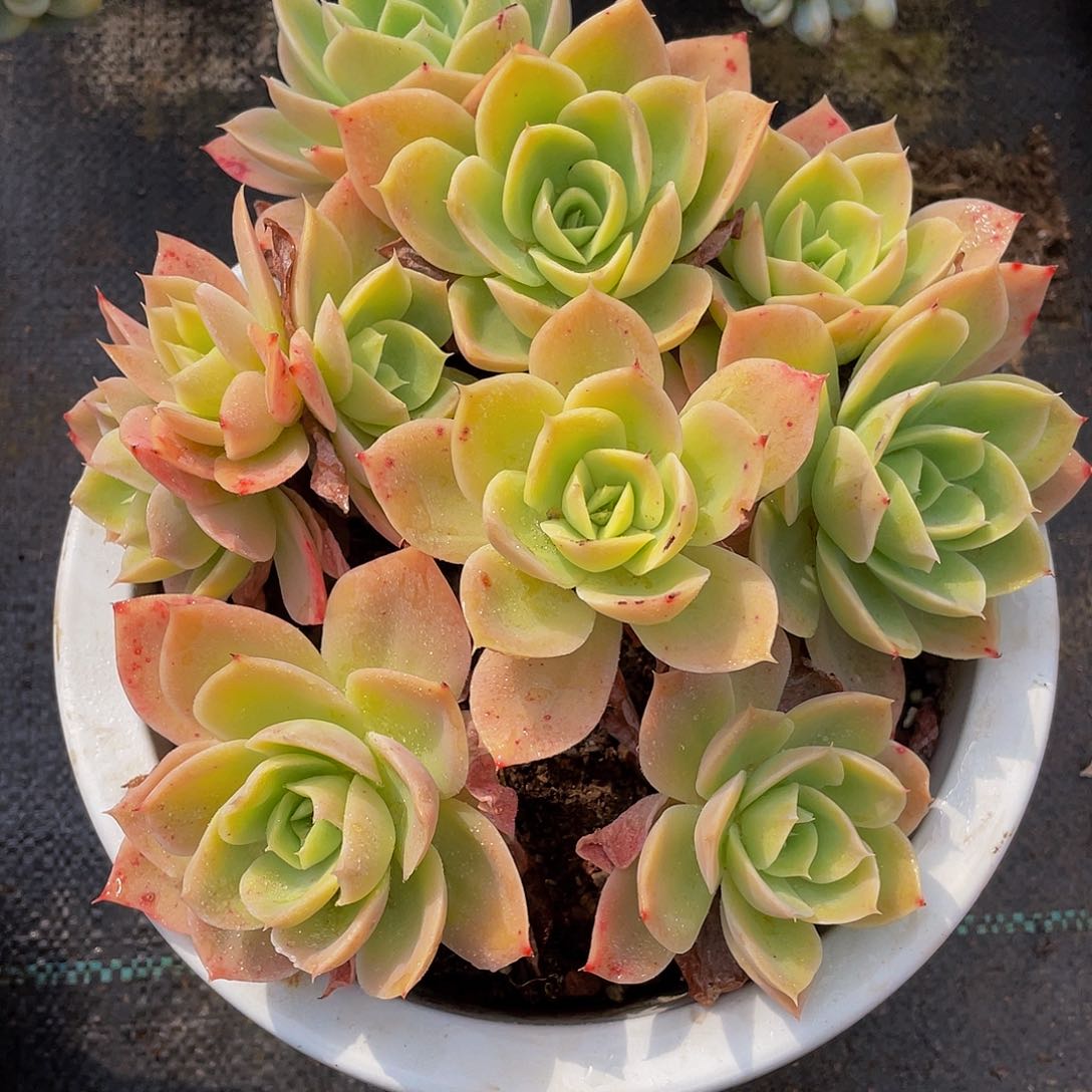 越****y多名阁多肉植物群