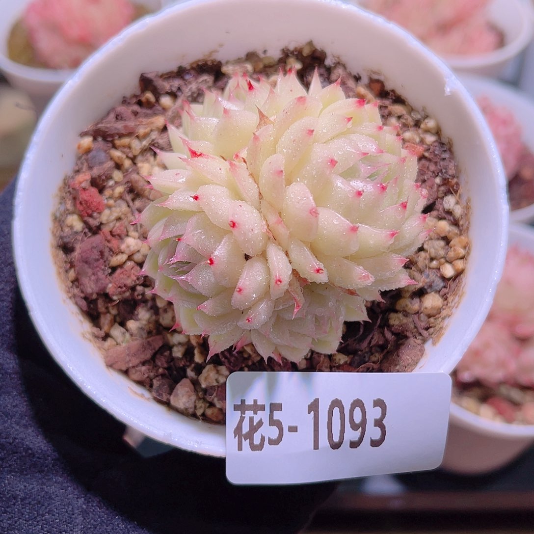 花利美5-1093海王