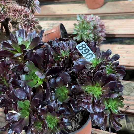 幸***康多肉植物一个欧子890