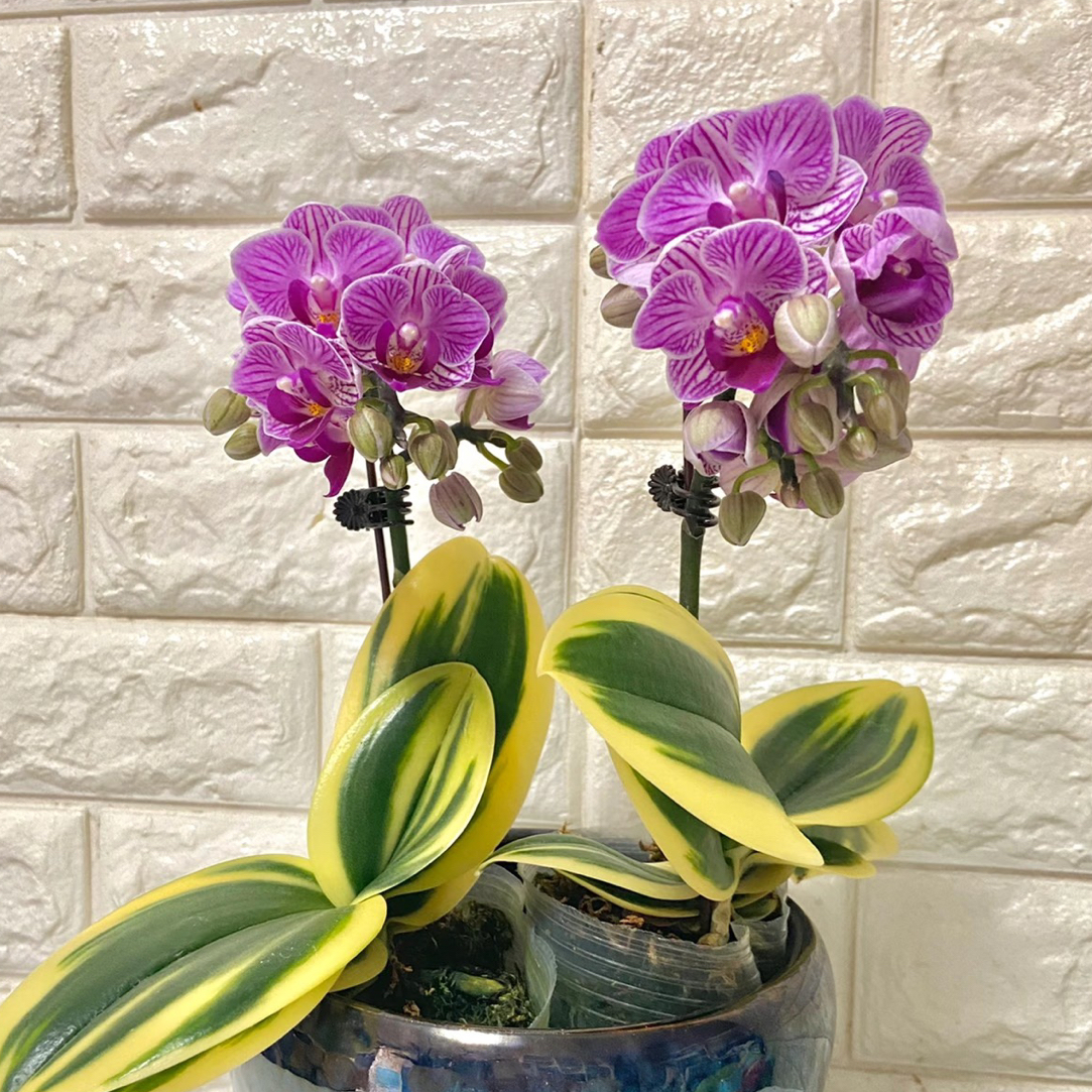 蝴蝶兰——金边小飞象(任意两颗包邮只拍一颗发苗)