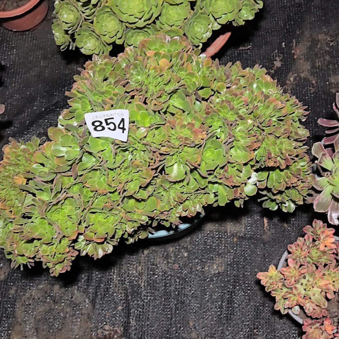 854缀化花花3-7法师