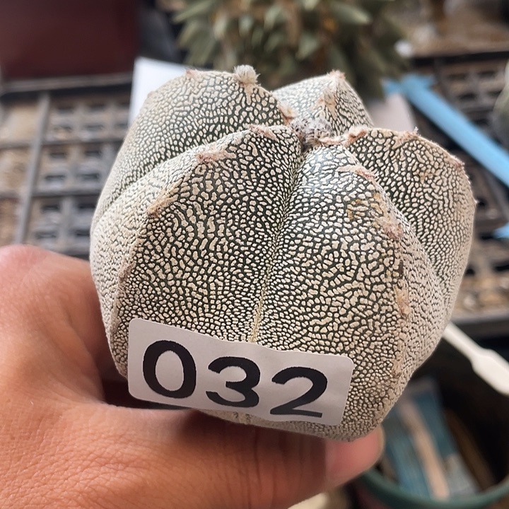 仙人球032号球星恩冢