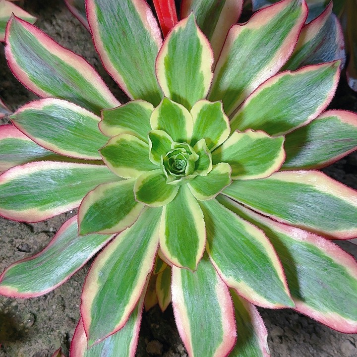 3-96魅影多肉法师