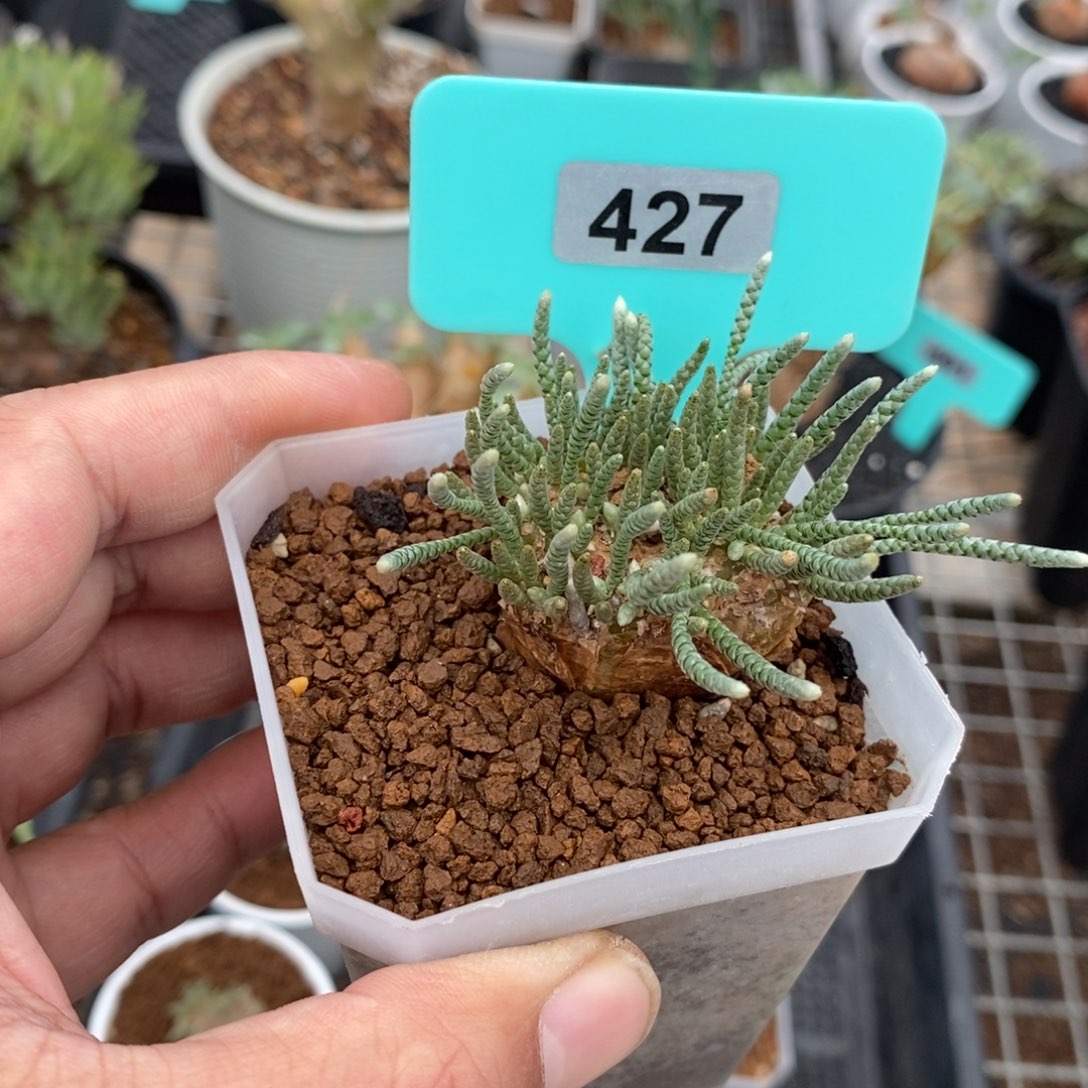 任锦多肉植物一个