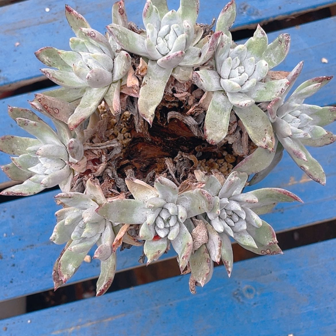 【闪购商品】阿姬尼