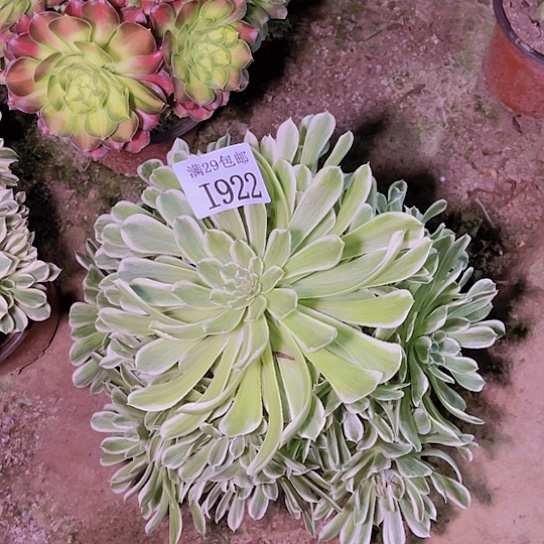 1922碧浪多肉植物